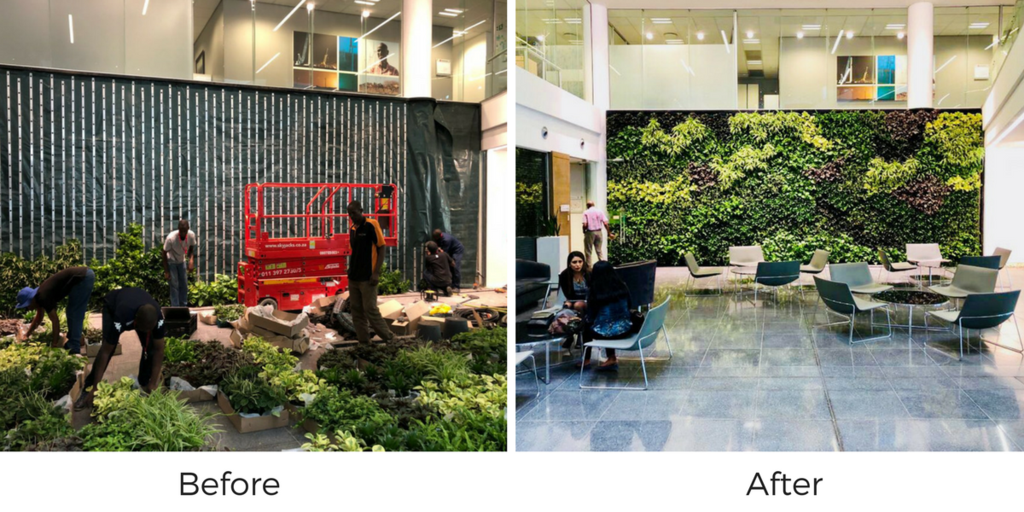 A before and after of a greenwall before it is installed and what it looks like after installation