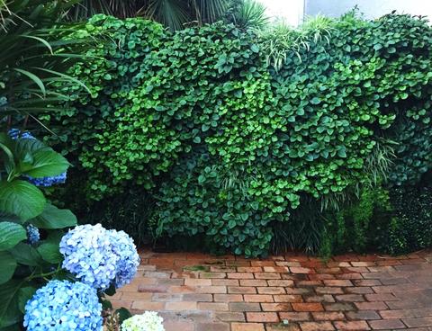 a greenwall on the exterior of a home with hydrangeas in front of it 