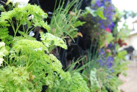 a close-up of a vertical farm with herbs