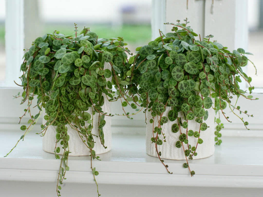 9 Indoor Plants That are Almost Impossible to Kill