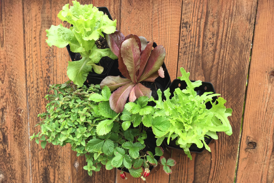 Don’t Be Fake - Avoid These 3 Common Living Wall Errors