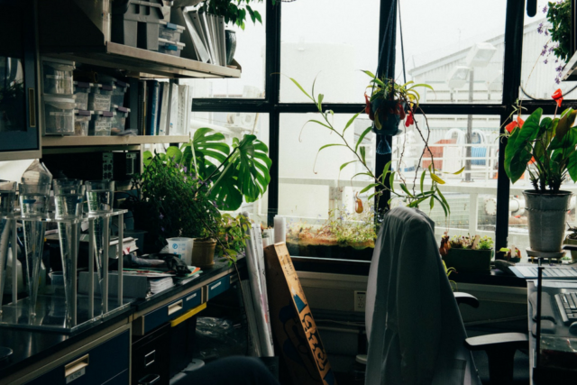 Perfect Plant Selection For Offices