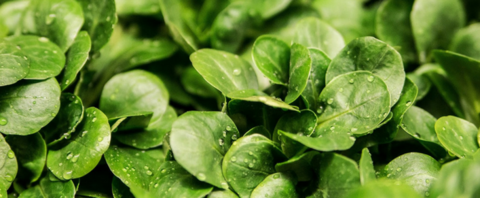 Grouwup green wall system give you this best possible crop.