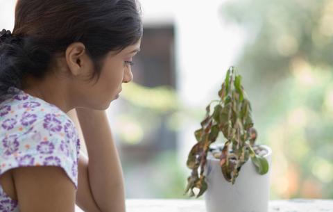 over-watering or over feeding your green wall will also kill your plants, causing root rot, and breeding mold and diseases. 