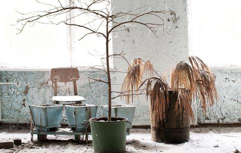 A healthy green wall requires a regular watering schedule.