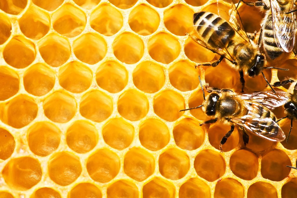 Growup vertical farming | honeycomb and bees