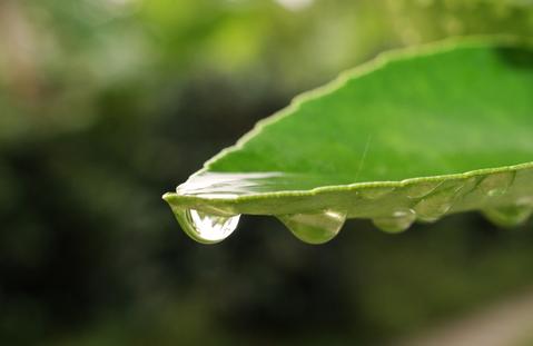 leaf