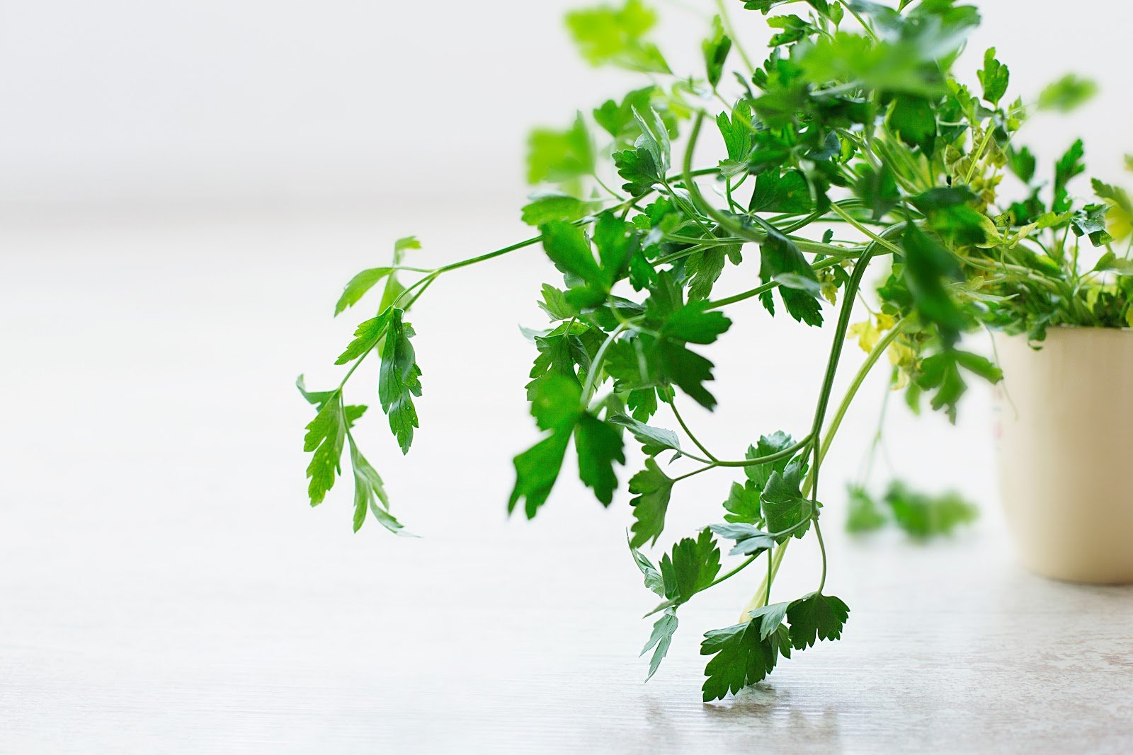 7 Great Plants For Your Restaurant