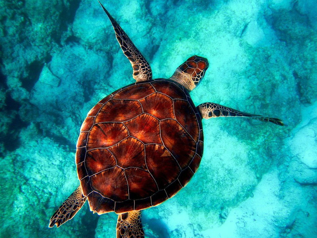 Growup vertical farming | turtle swimming in the ocean