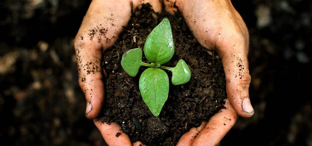 Growup vertical farming | hands planting a seedling