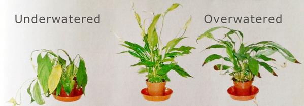 https://www.growup.green/hubfs/Imported_Blog_Media/underwatering-overwatering-plants_grande-2.jpg?utm_source=chatgpt.com
