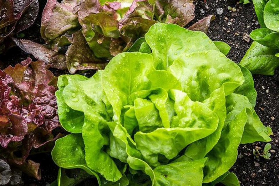 Increase Your Yield with Vertical Farming