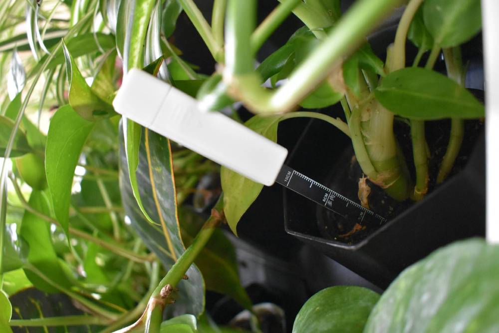 Moisture Sensor in Plant for living green wall