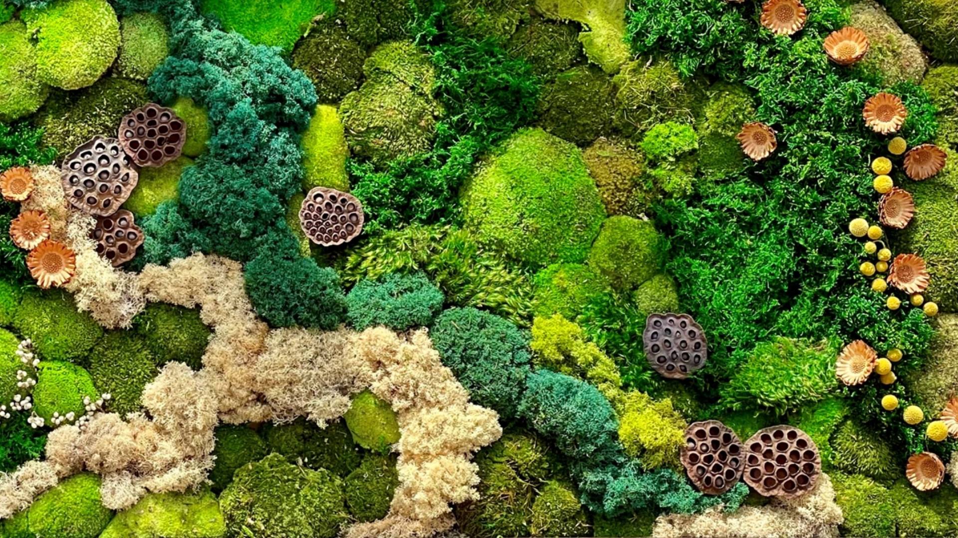 different color moss wall