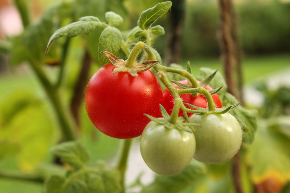 Organic Pest Control: The Beginner’s Companion Planting Guide