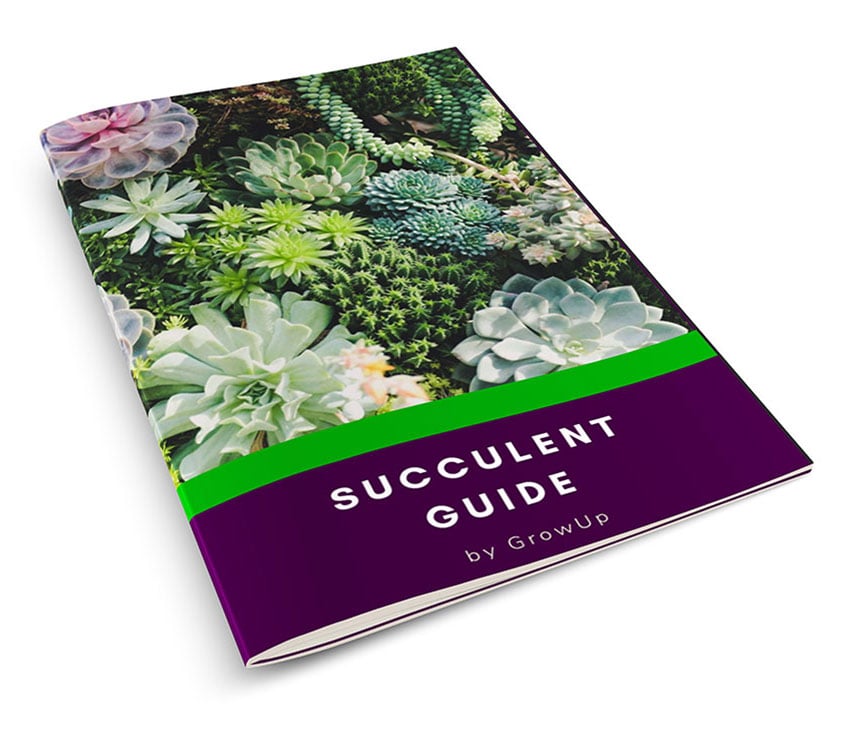 indoor and outdoor plant guide for succulents for living wall