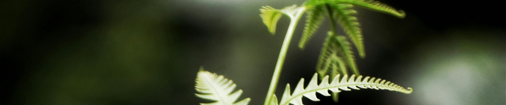 GrowUp Greenwalls Sustainability Initiatives