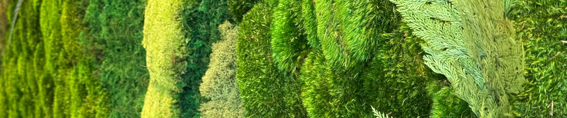 Close up moss wall