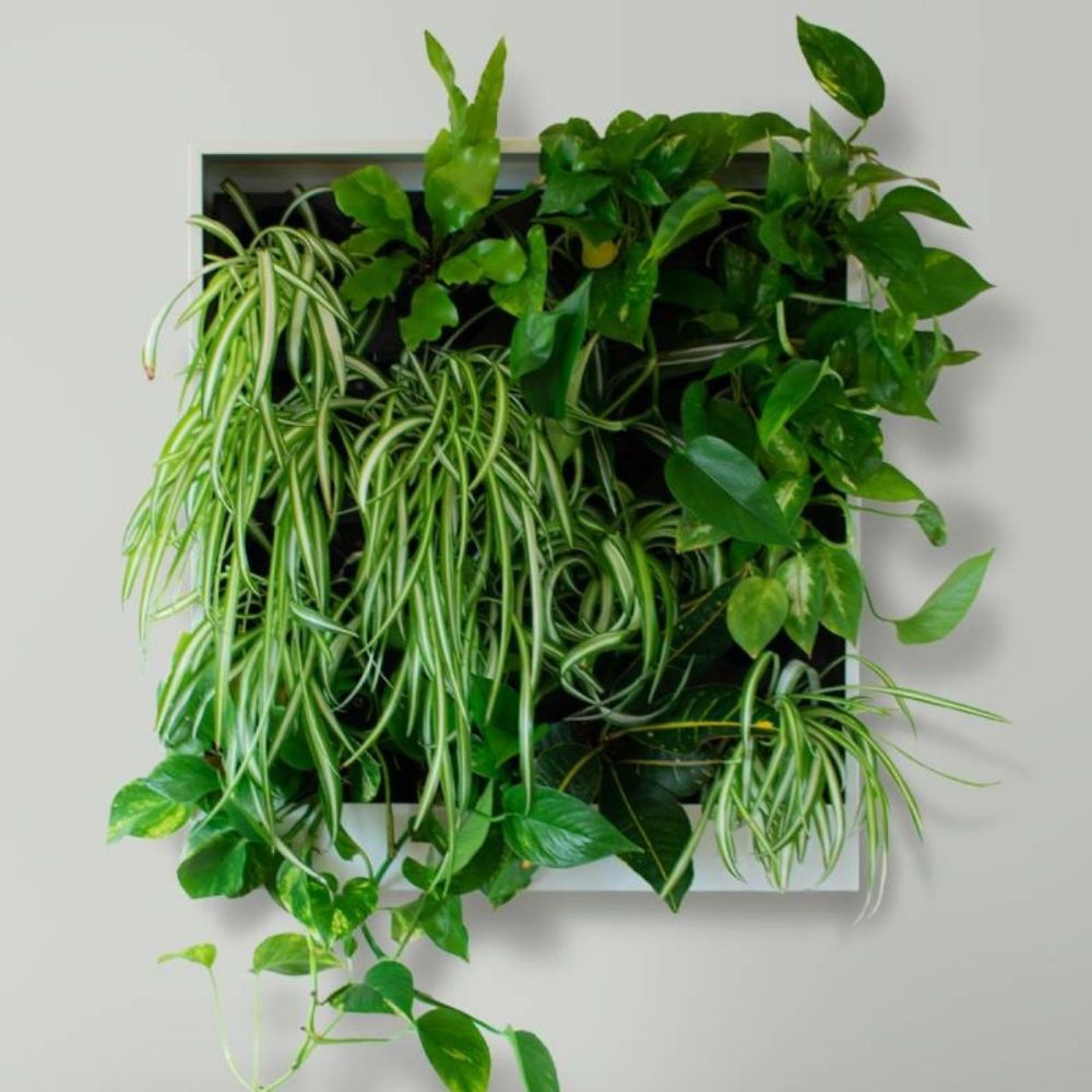 Wall mounted living greenwall