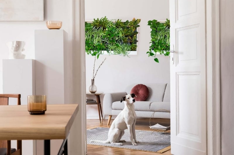 Living room with two pre-built living greenwall and a dog. 