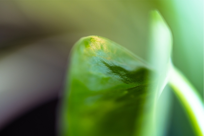 close up leaf decorative image