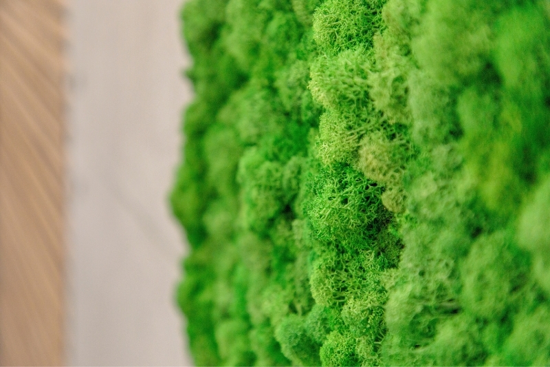 moss wall close up