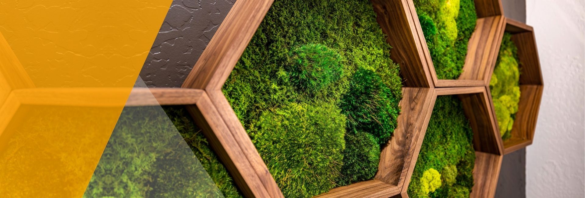 Moss wall training header image