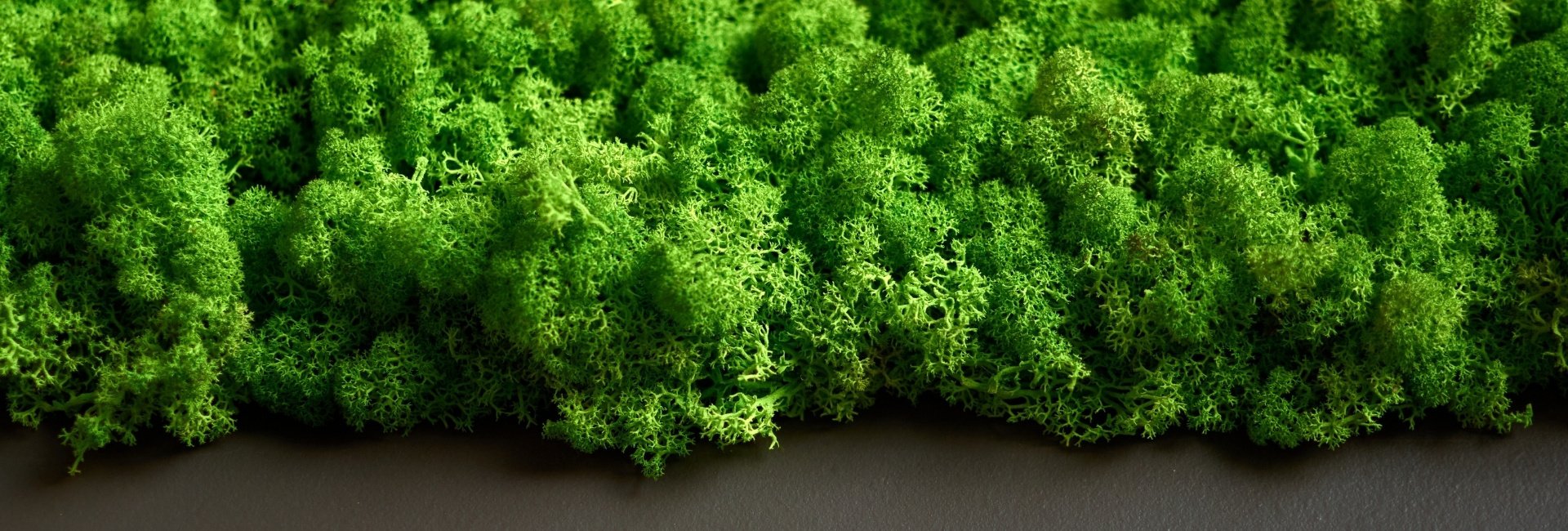 Close up of the edge of a moss wall.