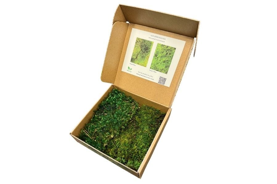 Lush Green Moss Box