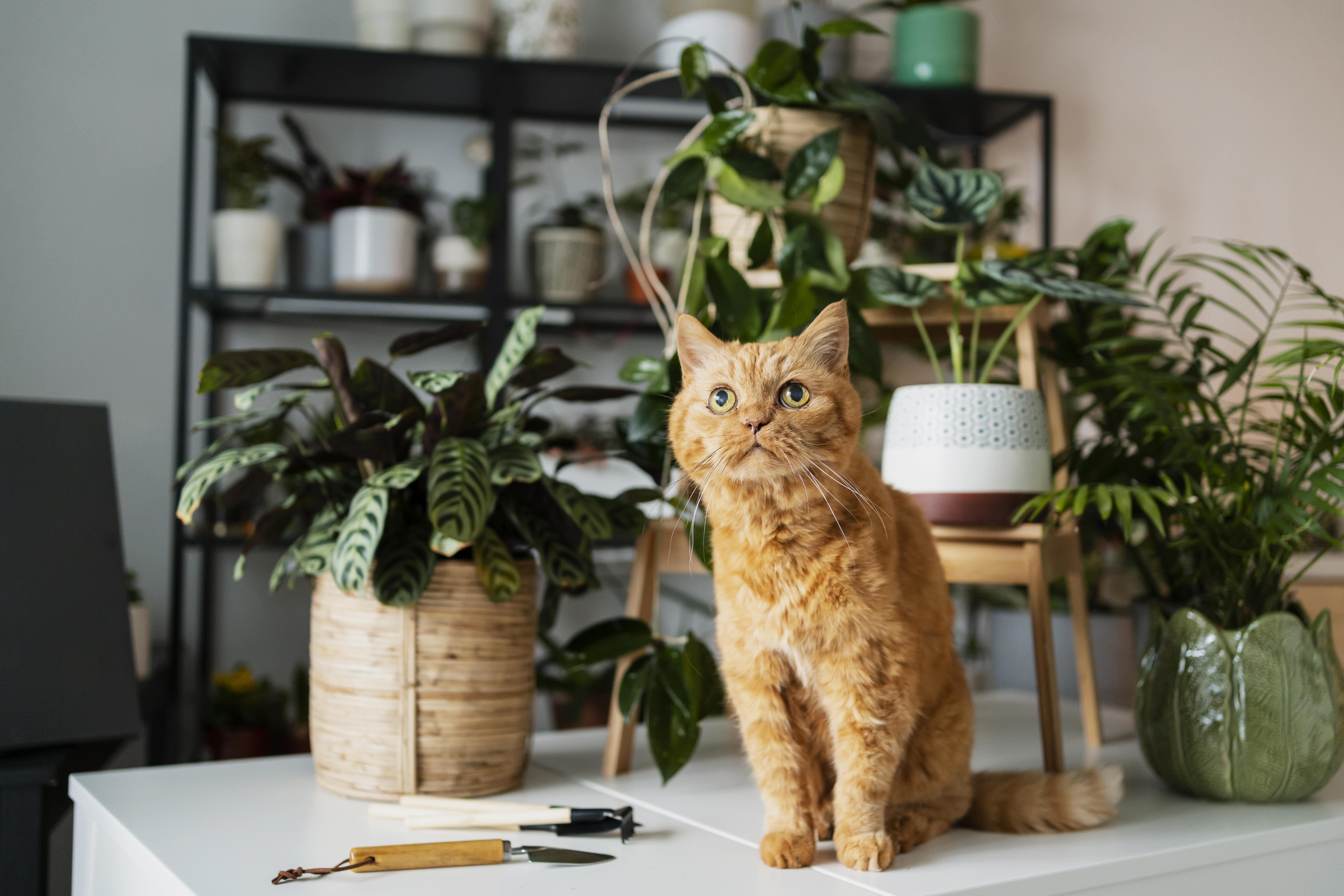 Guest Blog | Pet-Safe Plants for Indoor Green Walls