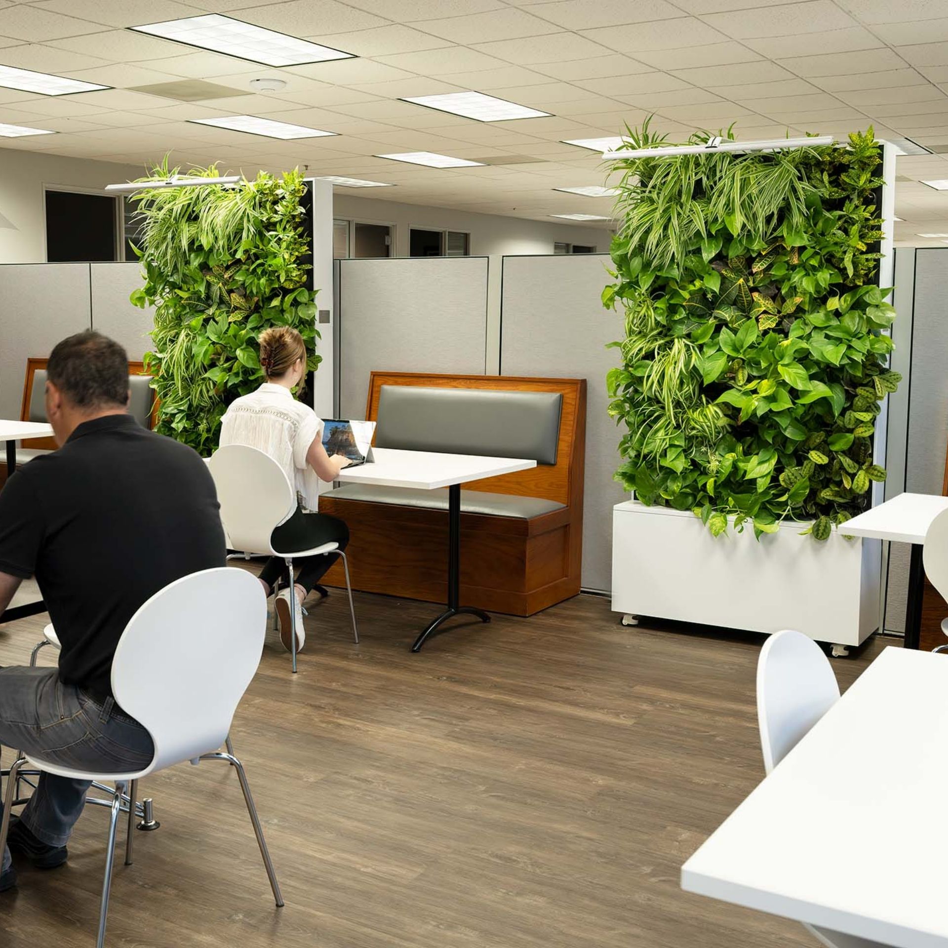Free standing large living wall in an office