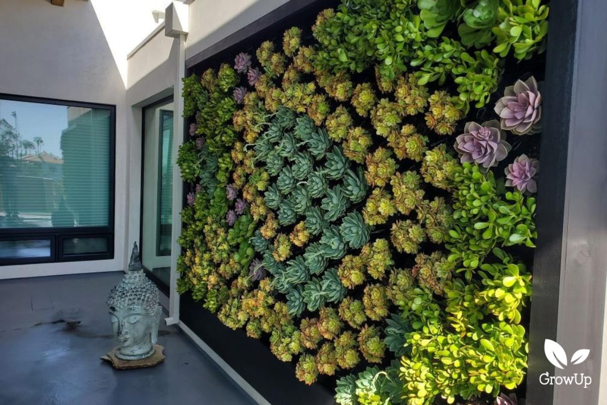 Succulent wall 