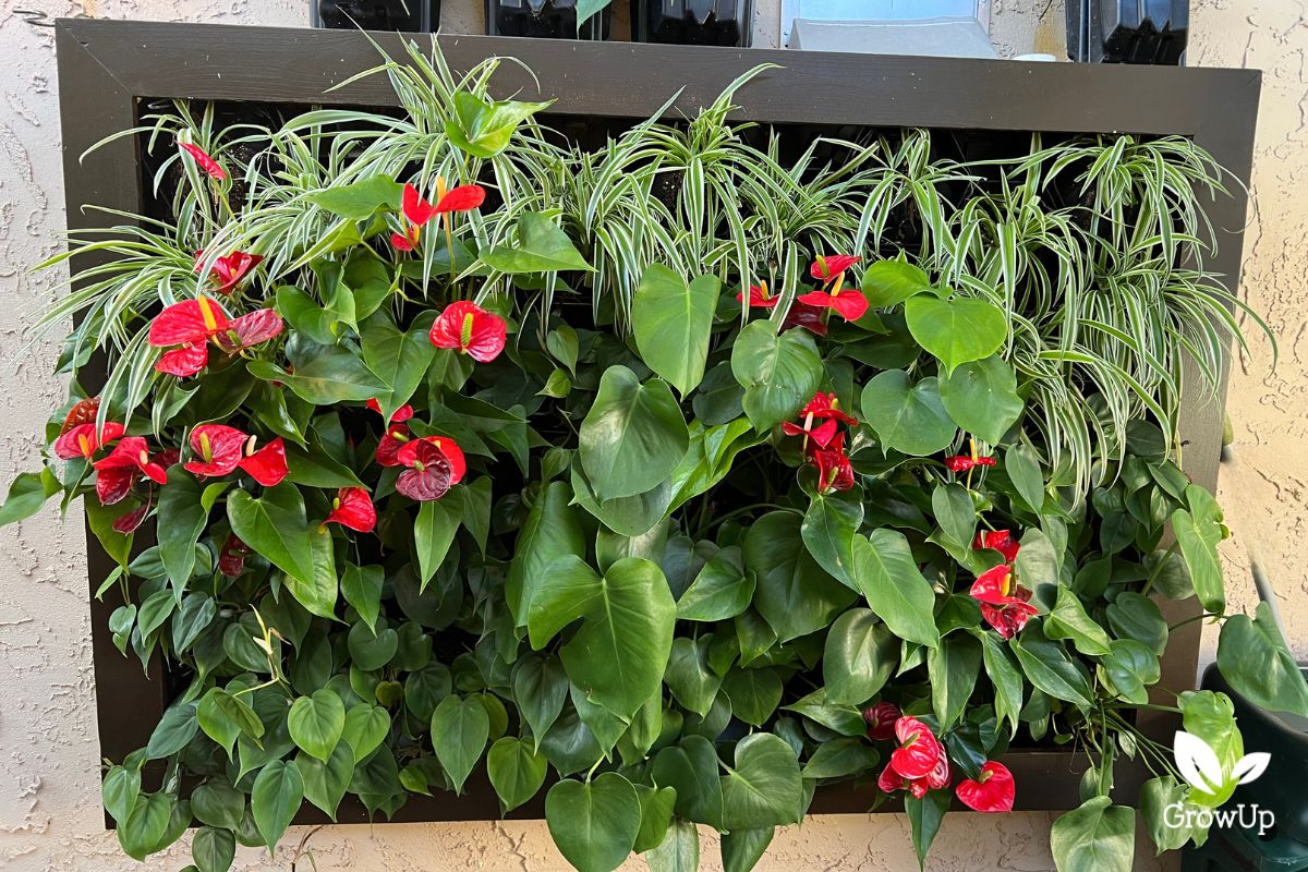 Anthurium Living Wall
