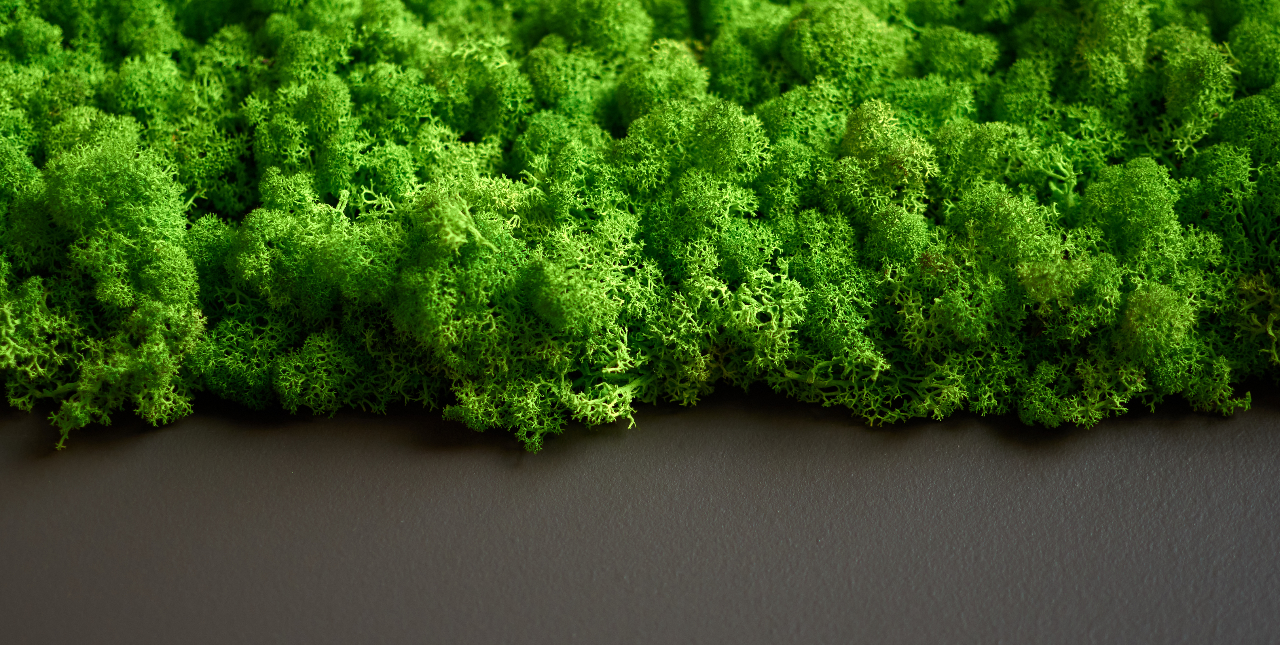 The Ultimate Guide to Preserved Moss Wall Maintenance