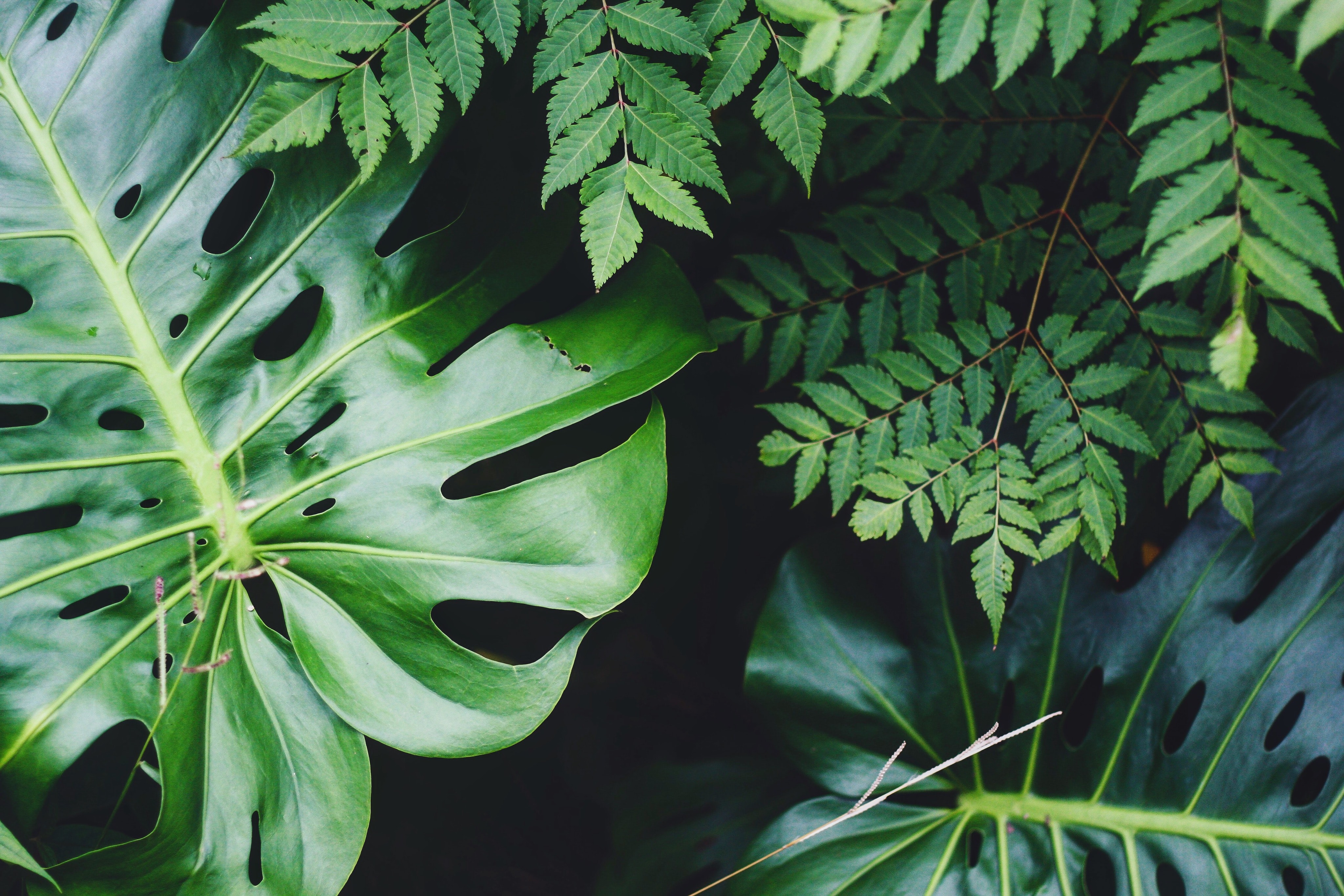 Guest Blog | How to Make Our Homes Green and Sustainable