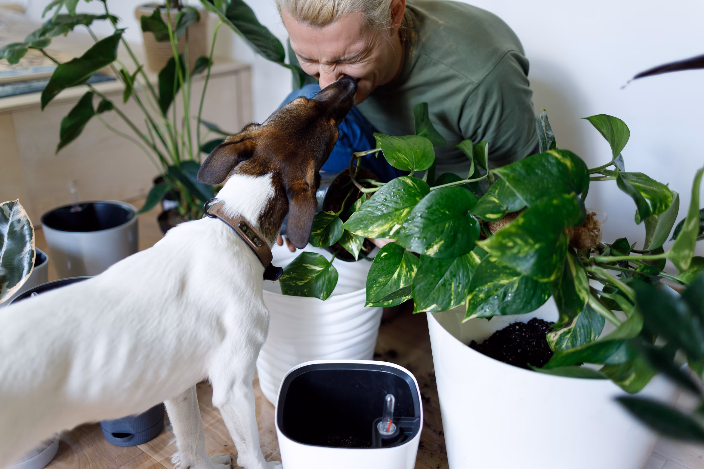 Guest Blog | How To Be a Good Parent To Both Plants and Pets